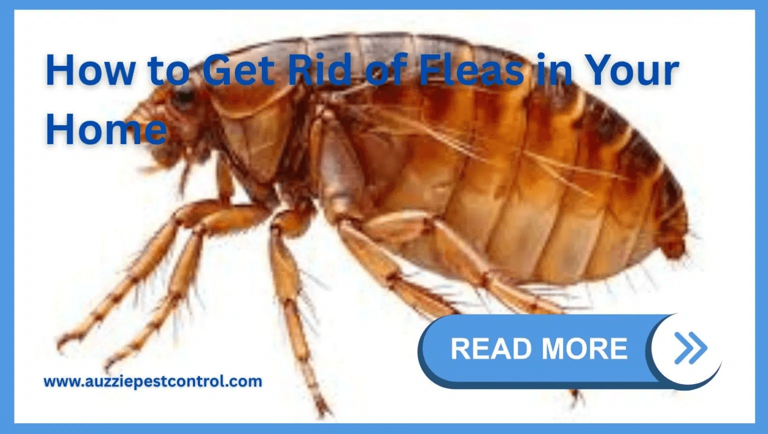 End Of Lease Pest Control